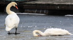 V Južnej Kórei vyhubili 654-tisíc vtákov, aby zabránili šíreniu vtáčej chrípky
