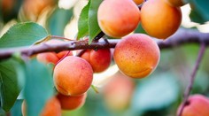 PREHĽAD: Samozber marhúľ sa pomaly rozbieha. Zisťovali sme, koľko vás vyjde kilogram