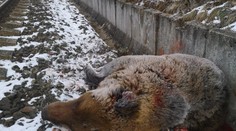 Srdcervúce foto. Vlak v Turčeku zrazil medveďa hnedého