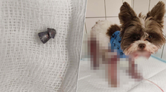 FOTO: Malého psíka postrelili počas večerného venčenia v Bratislave. Polícia pátra po páchateľovi