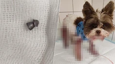 FOTO: Malého psíka postrelili počas večerného venčenia v Bratislave. Polícia pátra po páchateľovi