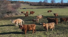 Vyzerajú nebezpečne, no sú plaché. Škótsky horský dobytok sa chová aj u nás