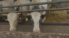 Slintačka a krívačka je jedno z najrýchlejšie šíriacich sa ochorení. Virológ hovorí, že letieť vzduchom dokáže desiatky kilometrov