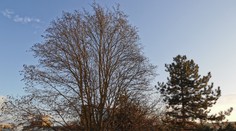 Nadpriemerne teplý Štedrý deň na Slovensku. Padli minimálne dva rekordy