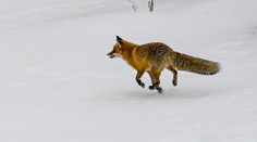 Ďalší prípad besnoty. Chorobu zistili u uhynutej líšky v obci pri Humennom