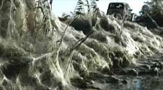 Scéna ako z hororového filmu: Grécke mesto zažíva inváziu pavúkov