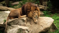 Tragédia v zoologickej záhrade na Kryme. Tri levy roztrhali riaditeľku