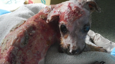 Šteniatko obarili a vyhodili z balkóna. Je zázrak, ako vyzerá dnes