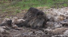 Mali skončiť v kafilérii, namiesto toho kusy lesnej zveri porozhadzovali po lese