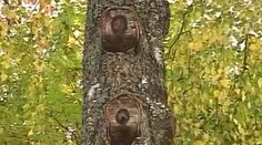 Čo spája Rusko a Severné Írsko? V posledných dňoch sa tam zjavil na strome Ježiš