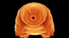 Nezničiteľný tvor je ešte odolnejší, ako sme si mysleli. Vedci uňho objavili ďalšiu superschopnosť