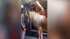 Cestujúci onemeli. Do vlaku nastúpil kovboj s koňom