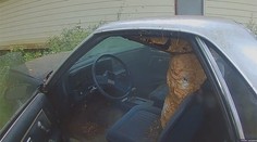 V aute sa namiesto vodiča usadili obrie sršne, vytvorili si honosné hniezdo