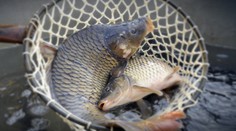 Za vianočného kapra zaplatíme tento rok viac. Môže za to počasie