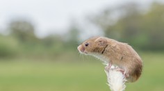 Roztomilé video boduje na sociálnych sieťach: Vytrvalá myš sa nakoniec dočkala pochúťky