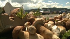 Slováci sa vracajú z lesa s krásnymi úlovkami