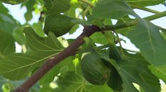 Bude zo Slovenska tropická krajina? Exotickým rastlinám sa u nás mimoriadne darí