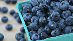 Lesný poklad, ktorý zabíja baktérie, čistí a zlepšuje sex