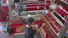 VIDEO: Pes strážca zlyhal. Husky ozbrojenú lúpež celú prespal