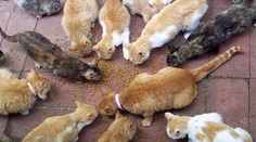 Islamský štát zakázal v Mósule chov mačiek