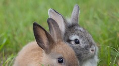 Poznáte úplatkársky slang? Zvieratá tam majú svoje miesto