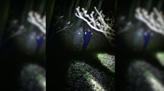 Pátracia akcia po 13-ročnom chlapcovi v Bratislave sa skončila. Našiel sa v poriadku