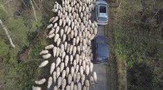 Autá stáli, ľudia sa nevedeli vynadívať. Tisíc oviec na Hornej Orave zaháňali do dediny