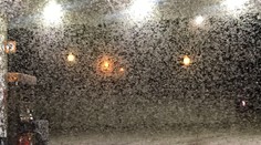 Toto nie je sneh ani popol. Ľudia majú pre premnožený hmyz problém vyjsť z domu