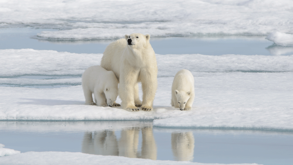 Ľadovým medveďom hrozí vyhynutie. Vedci vyrátali, koľko rokov im ešte zostáva
