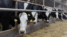 Podozrenie na ďalšie ohnisko slintačky a krívačky. Farma sa nachádza len pár kilometrov od našich hraníc