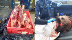 Pytliakom klepli po prstoch. Traja muži prevážali v aute mŕtvu medvedicu