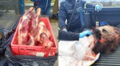 Pytliakom klepli po prstoch. Traja muži prevážali v aute mŕtvu medvedicu