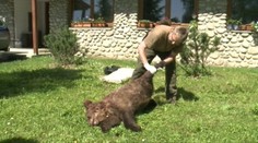 Medvedie čistky: Zabíjajú sa hlava – nehlava