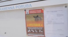 Africký mor ošípaných opäť na vzostupe: Pred nákazou varujú na severe Slovenska