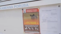 Africký mor ošípaných opäť na vzostupe: Pred nákazou varujú na severe Slovenska