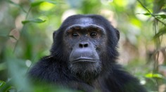 Vedcom sa naskytol nevšedný pohľad. Šimpanz použil plastovú fľašu ako sexuálnu hračku