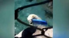 Ľadový medveď v ZOO prekvapil chlapca