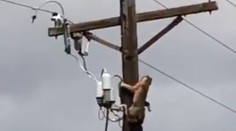 VIDEO: Bitka o územie na netradičnom mieste. Rys a puma si to rozdali na stĺpe