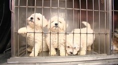 Polícia zasiahla: Štenatá držali v krutých podmienkach a pašovali