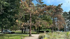 Šokujúci nález v Bratislave. V parku na lavičke objavili telo muža s vreckom na hlave