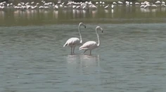 Niečo sa deje s ikonou Afriky. Plameniaky strácajú svoju typickú ružovú farbu