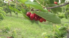 Máj 2025 je nezvyčajne chladný. Kým ľudia môžu frflať, prírode by to mohlo vyhovovať