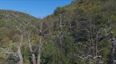 Pýcha gaštanového mesta zaniká. Do stromov sa „zahryzla" rakovina