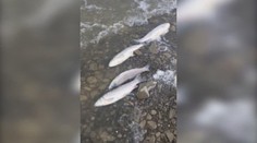 Prekvapivý nález v Oravskej priehrade. Rybári to aj nakrútili na videá