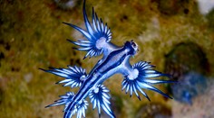 Jedovatý „modrý drak“ desí turistov v dovolenkovom raji: Kúpanie zakázali, varujú pred nebezpečenstvom