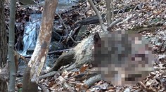 V chránenej oblasti niekto odrezal vlkovi hlavu, pytliakovi zrejme išlo len o trofej