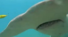 VIDEO: K ničnetušiacemu mužovi sa blížil žralok, v poslednej chvíli ho spozoroval na kamere