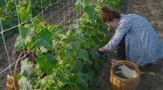 Slováci húfne vyrážajú na polia. Za čerstvé uhorky v samozbere zaplatia o polovicu menej ako v obchode