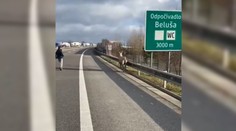 Kuriózny výjazd policajtov z Trenčína. Po diaľnici naháňali splašenú lamu