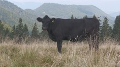 Zaočkovali dobytok v druhom ohnisku. Minister Takáč tvrdí, že ochorenie sa už ďalej nešíri